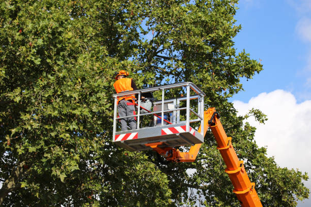 Best Emergency Tree Service  in Hayden, ID